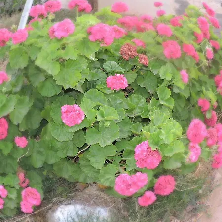 Maria *